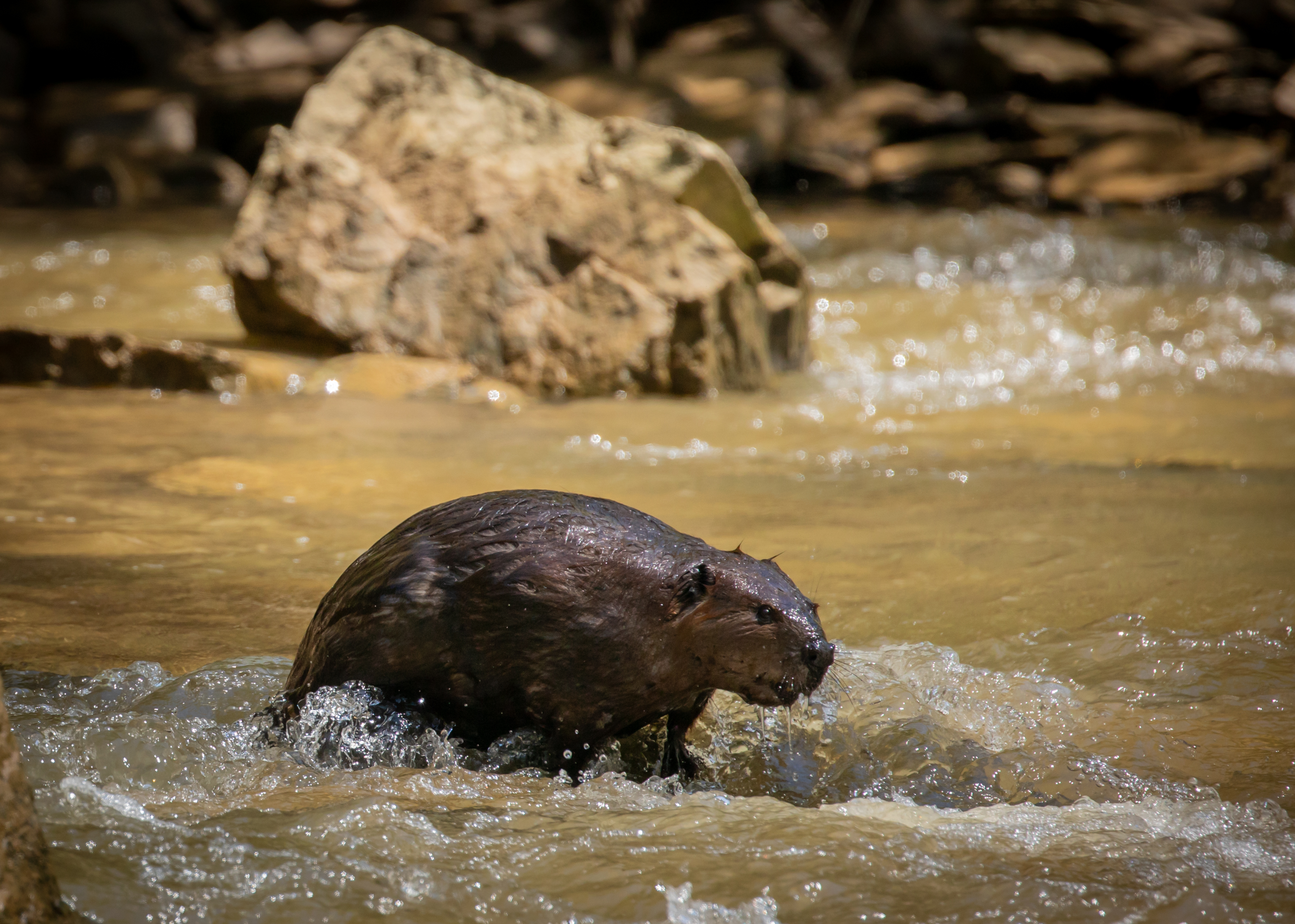 Image of a beaver in Rock Island Creek during one of the stream surveys by the Virginia DWR.