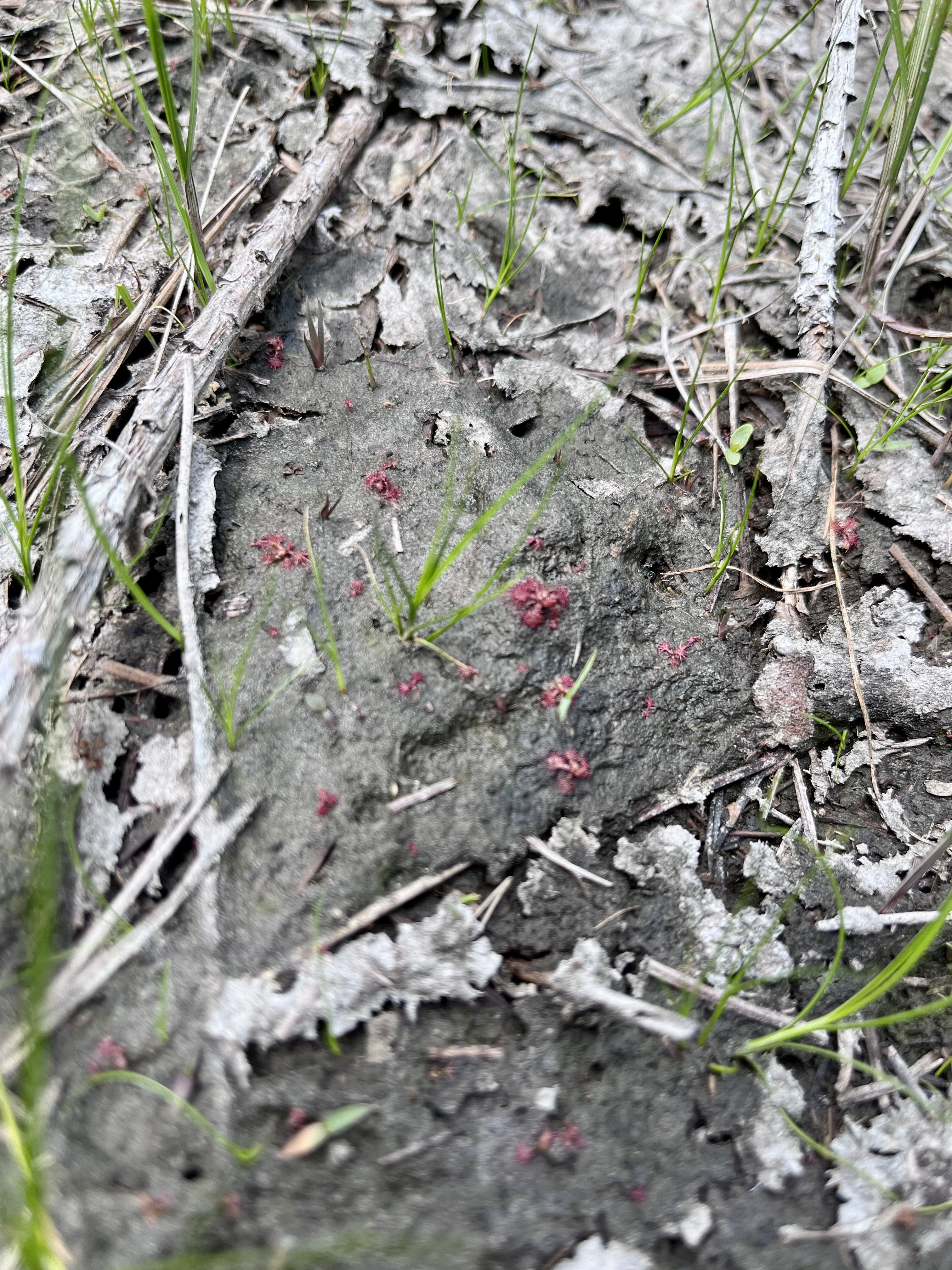 Close up of hte rare threadleaf sundew, which thrives in cutgrass prairies.