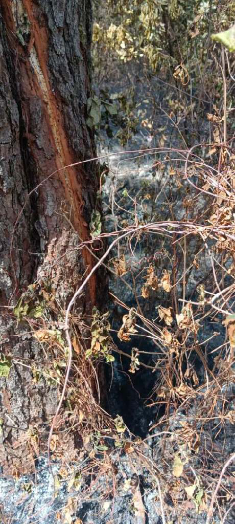 Image of a tree that had been struck by lightning, which shows the scars and damage from the strike.