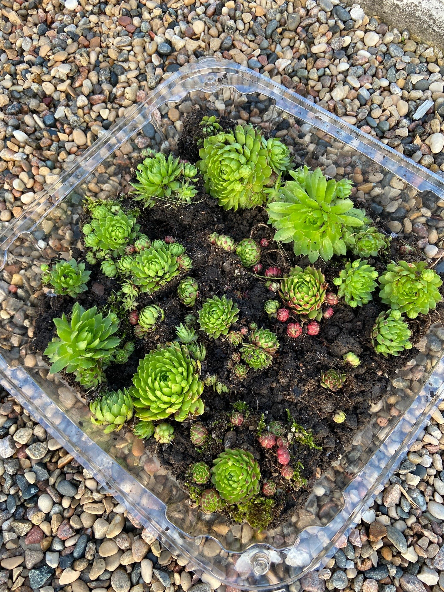 Image of a tray of succulents Amanda sells from her yard, which she then donates the funds to charities she supports.