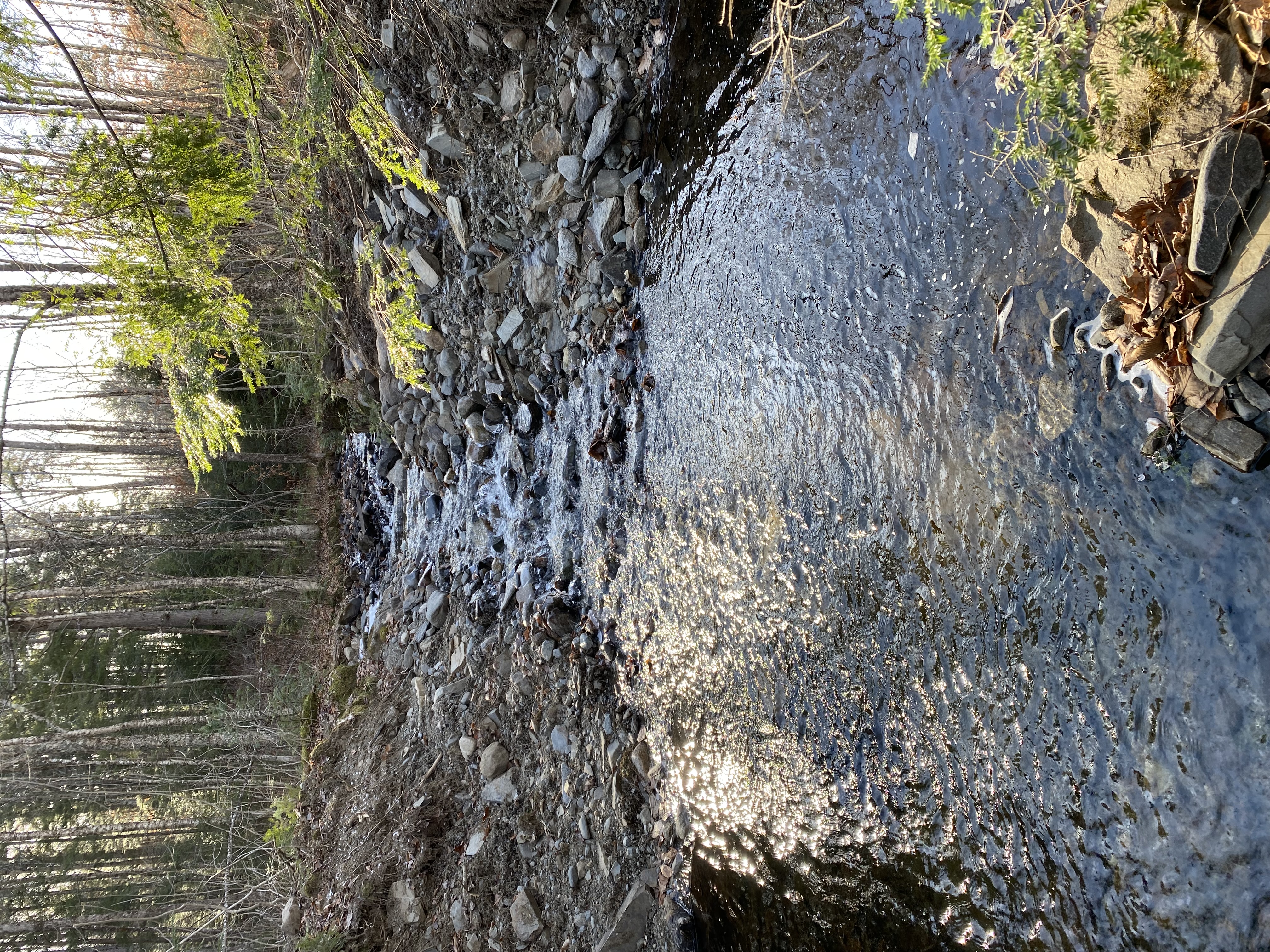 An image of the area, where local aquatic species can now move freely because of the dam removal.