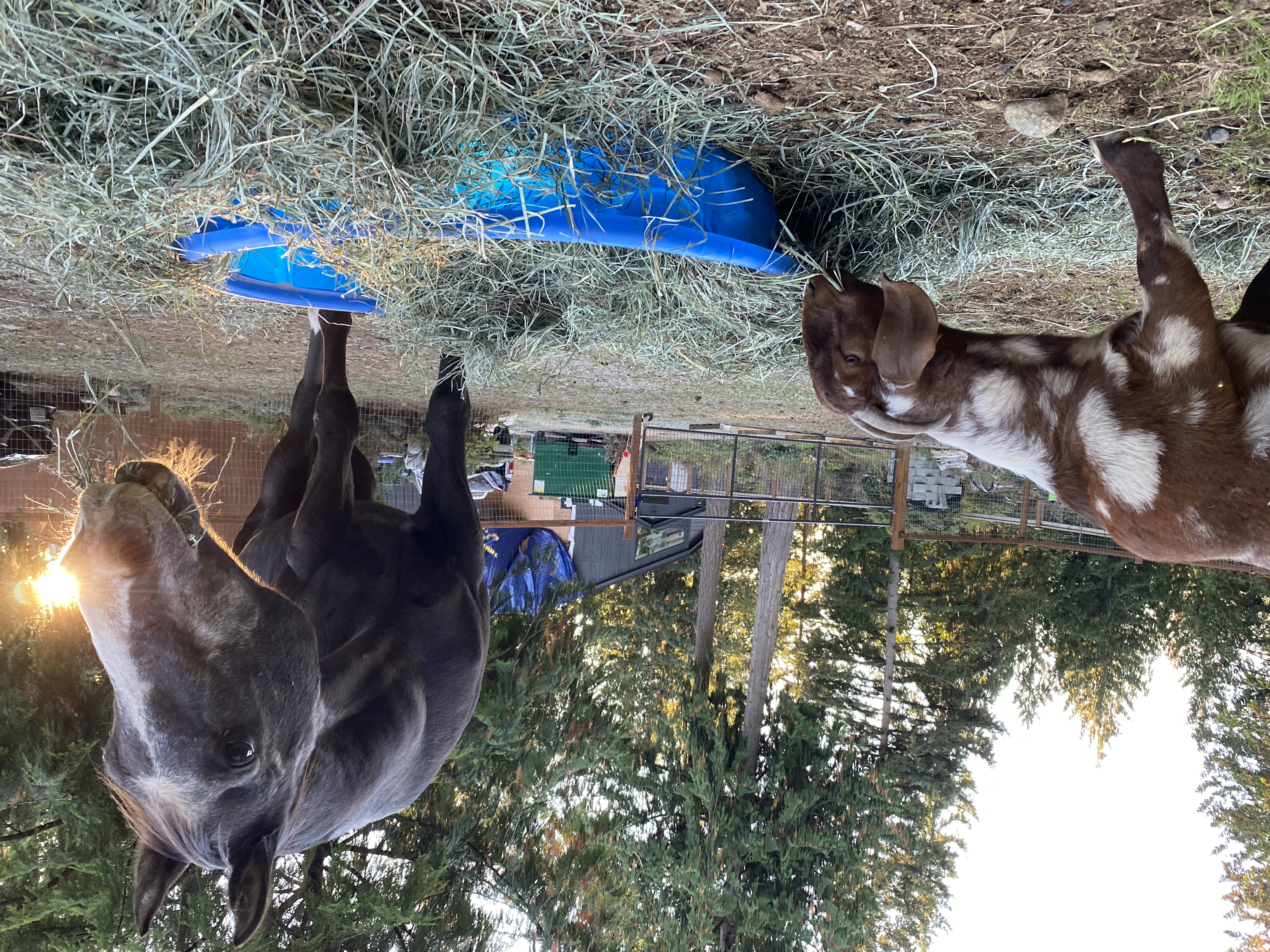 Image of Penelope, Amanda's foster goat, with Jack, their 28-year-old rescue horse.