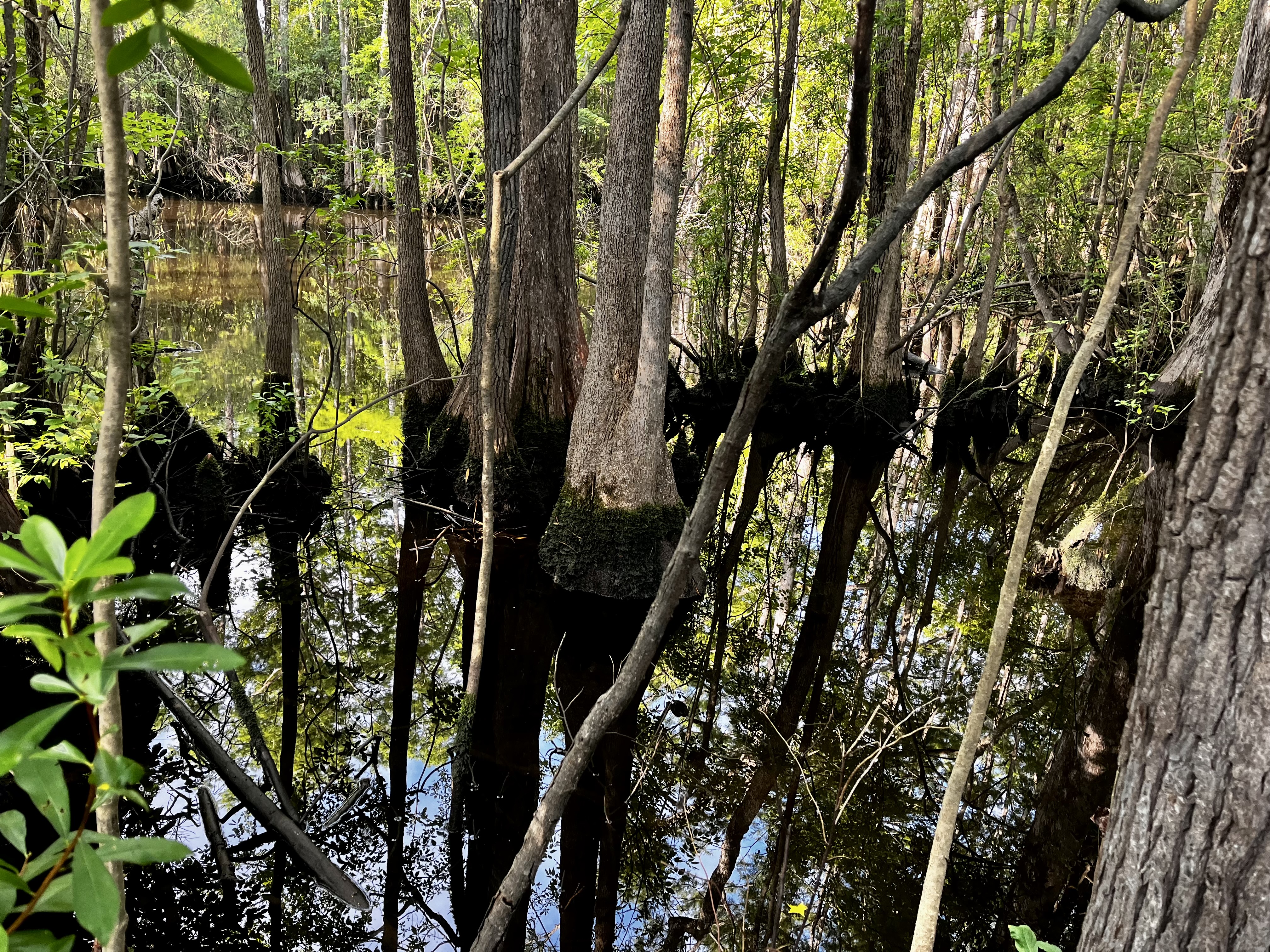 Image of a cypress swamp that was recently added to the registry.
