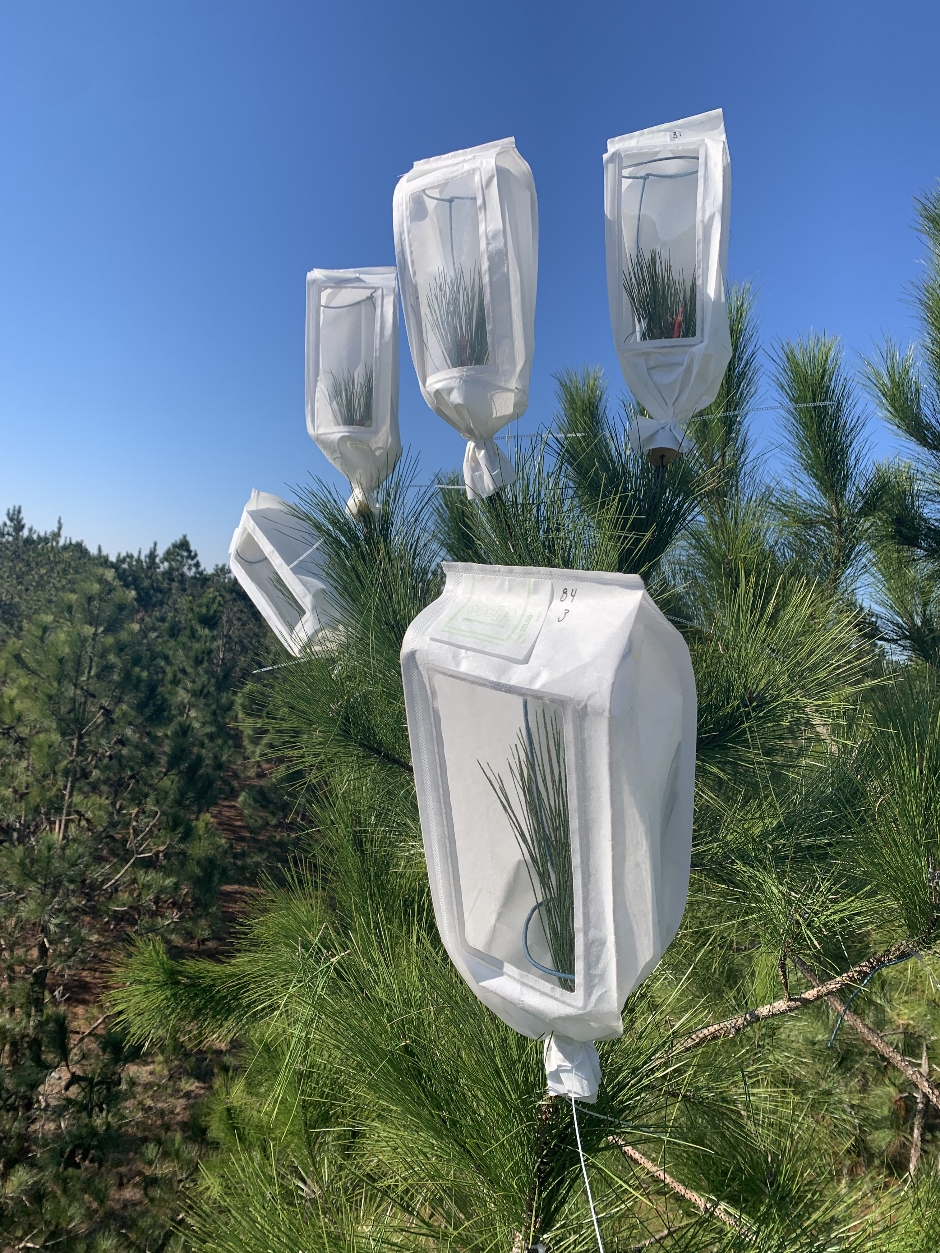 Image showing pollen exclusion bags on top of loblolly catkins. The bags are white with a clear panel, and are placed over the loblolly catkins.