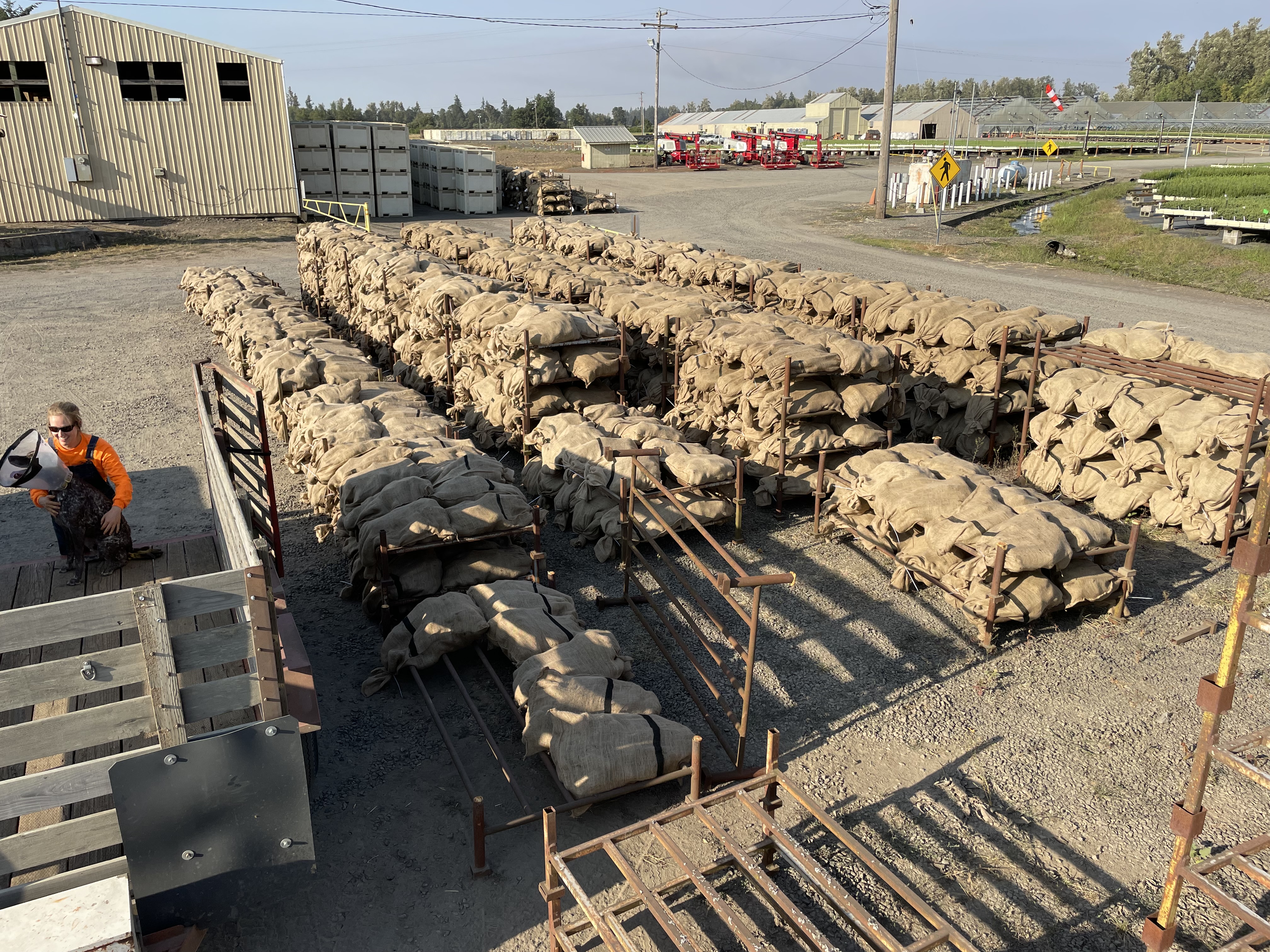 Image of bags of noble fir cones awaiting processing at our regeneration facility in Turner, Oregon.