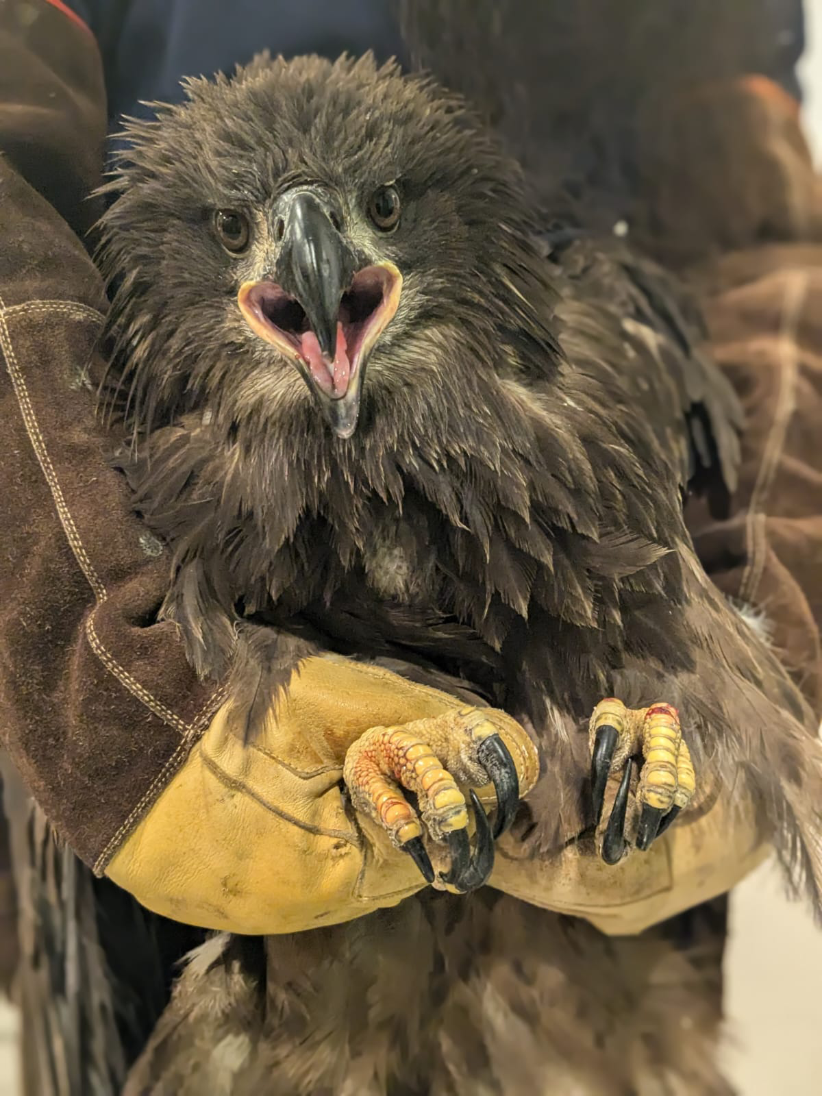 Image of the injured eagle perched on a gloved hand. The bird is looking directly at the camera and has its beak open. It's talons can be seen over hte glove. Although it is beaituful with brown feathers and a dark beak, the bird looks very manacing.