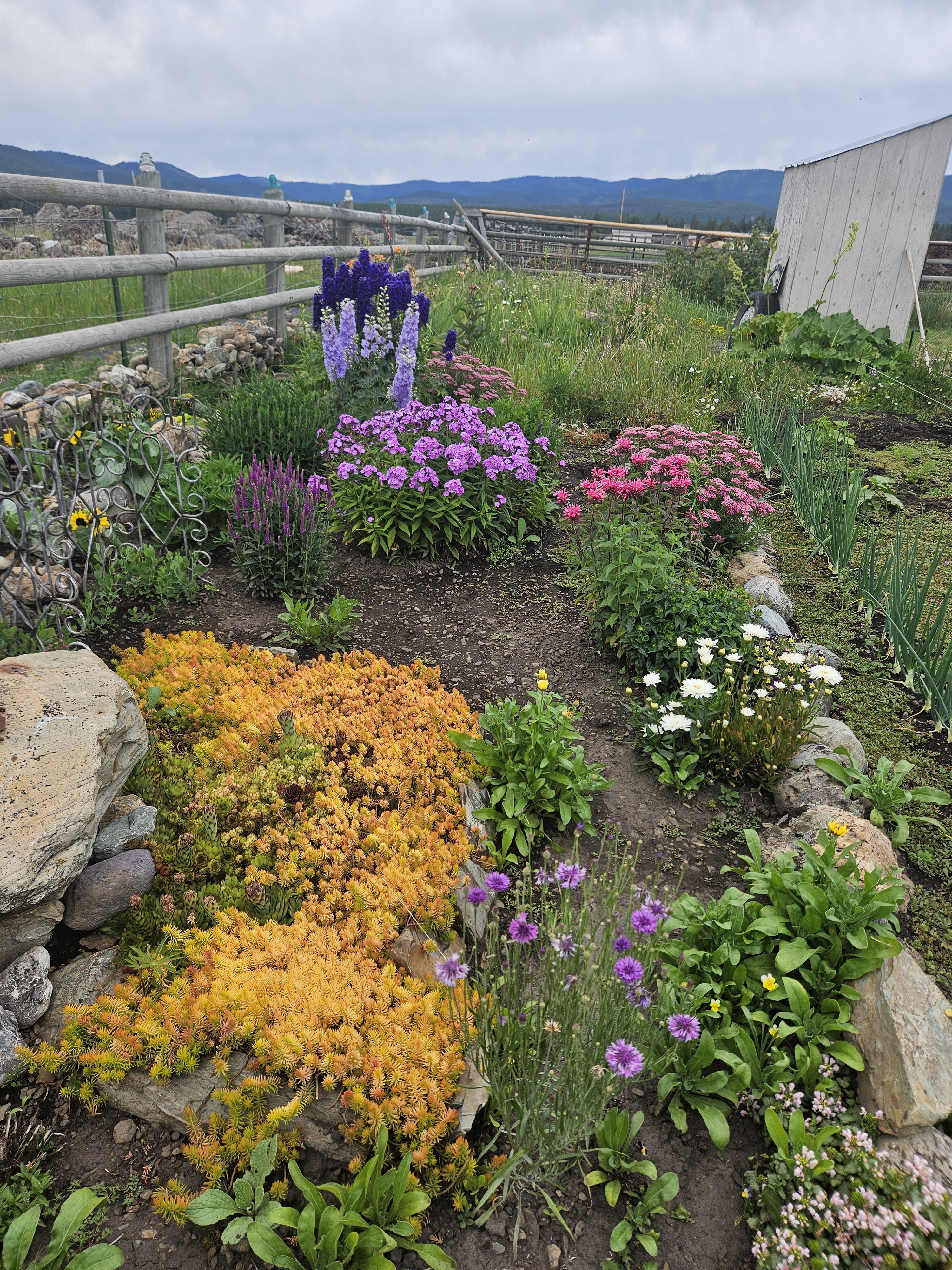 Close-up image of Rebecca's garden.