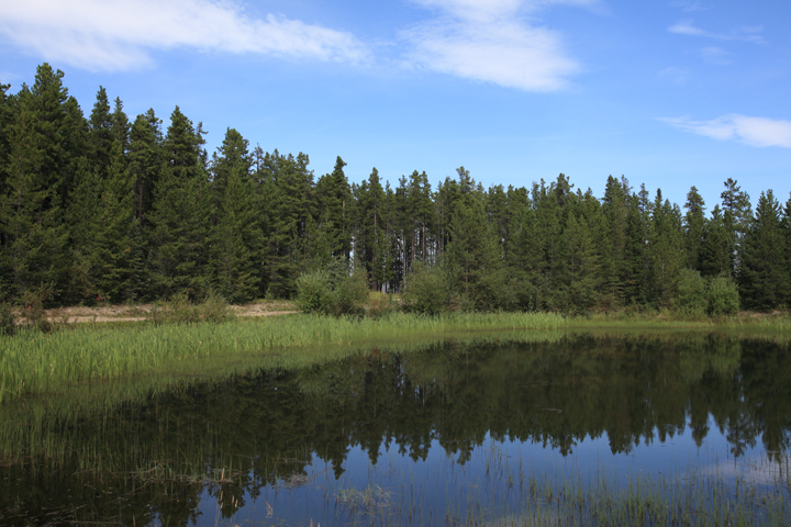 Image of an Alberta forest, which, along with the renewed FMAs, is expected to maintain 1,200 full-time jobs in the Alberta forest industry.