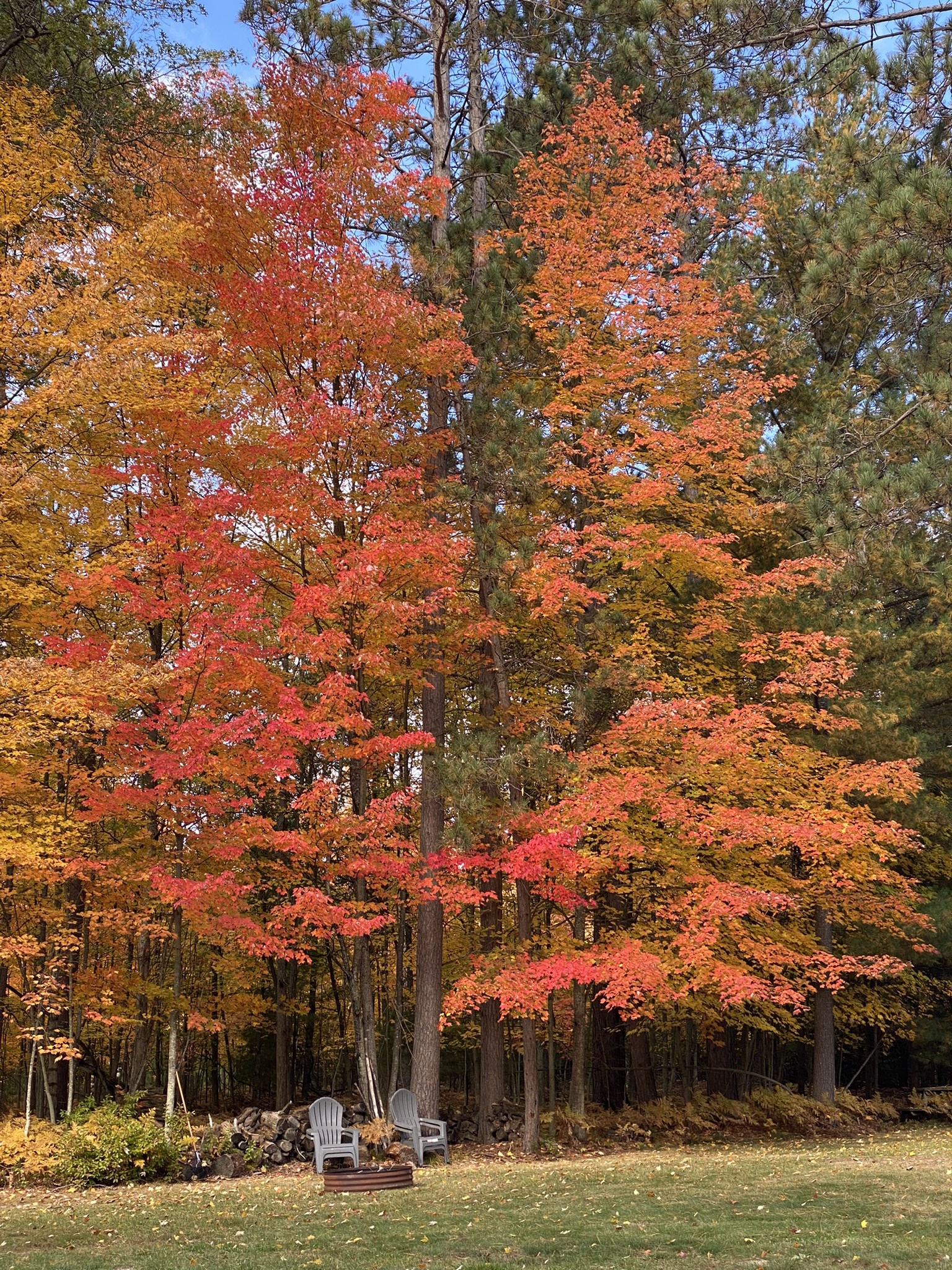 Image of trees in Michigan with vibrant fall colors.