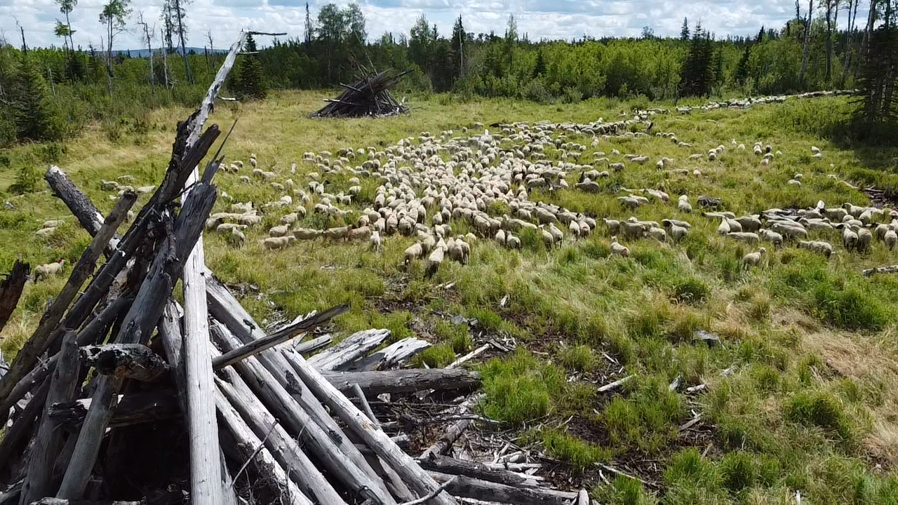 The Grande Prairie team has been piloting the sheep-grazing project since 2020.