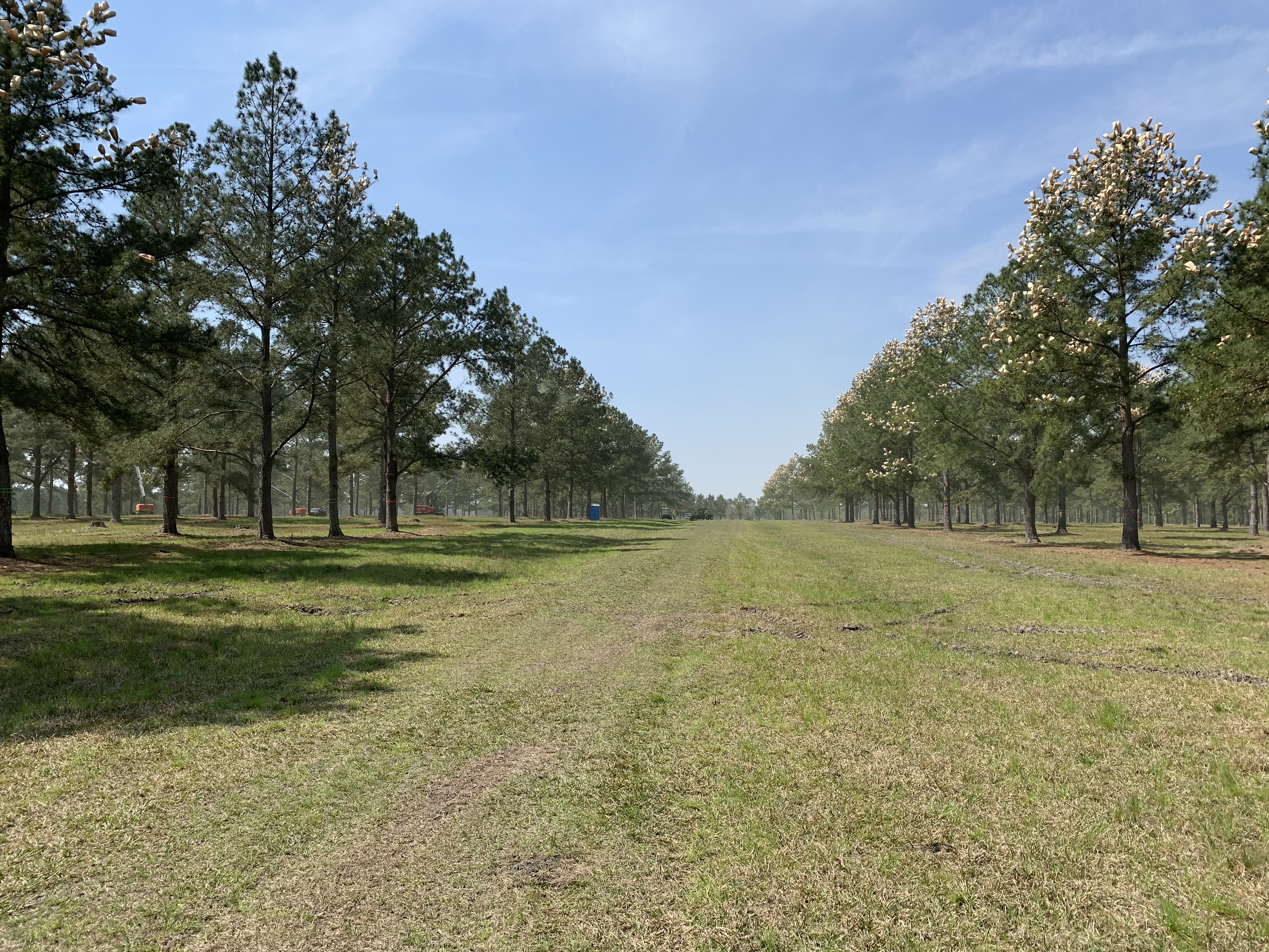 Image of stand of trees. Student participants are taksed with coming up with management plans for such stands during Forestry Field Day.