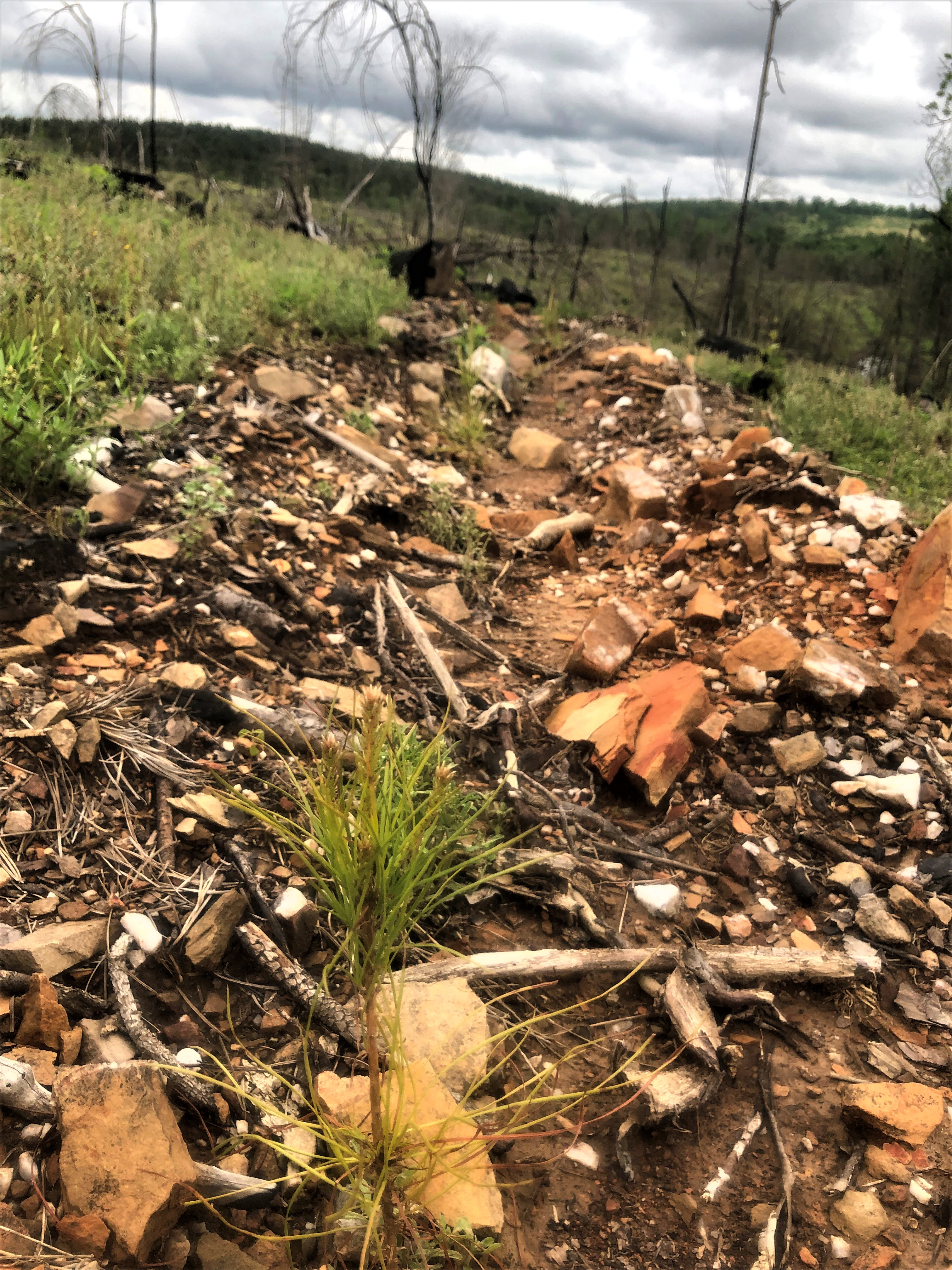 Image of one of the plots Rebekah has surveyed for one-year seedling survival.