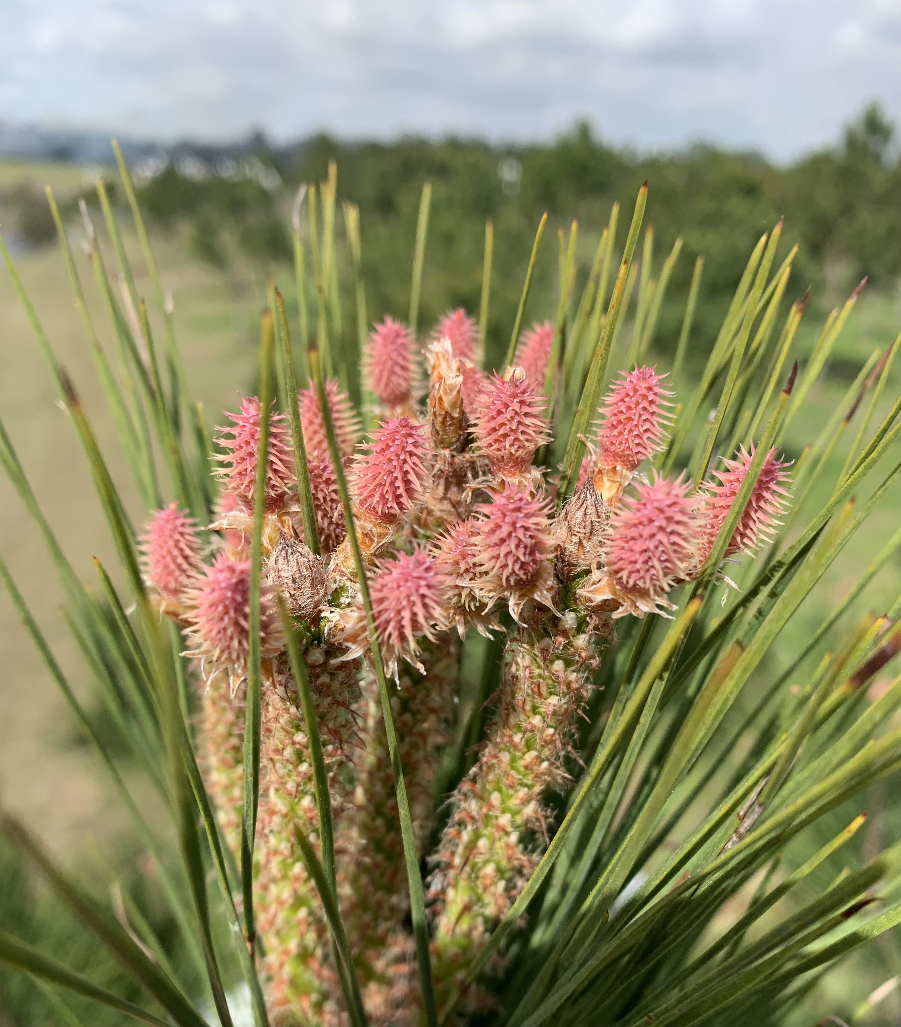 Image of loblolly pine flowers in the wild. The flowers are pink and are ready for natural pollen reception.