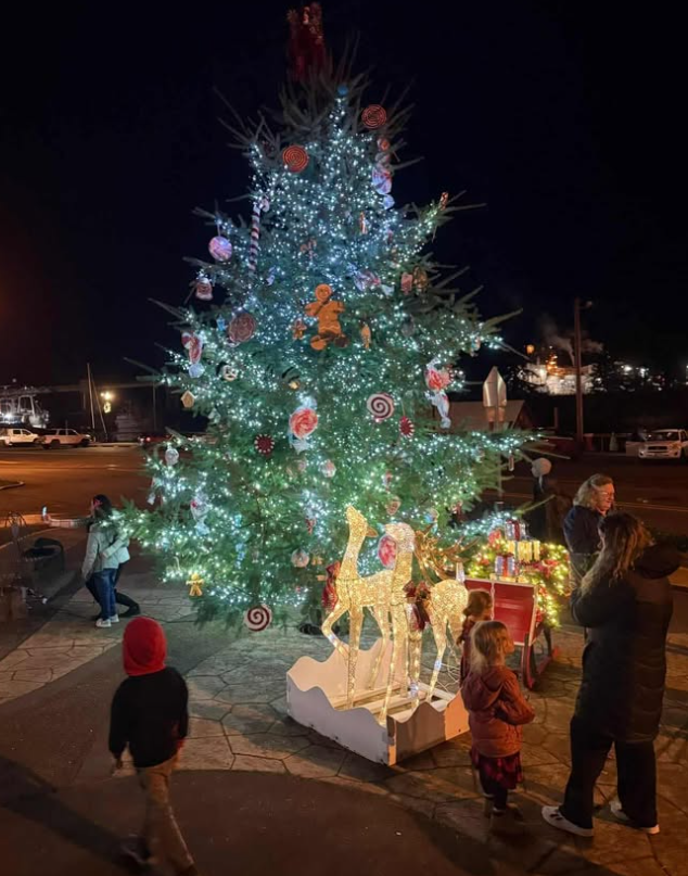 Image of the tree donated to Toledo, standing outside.