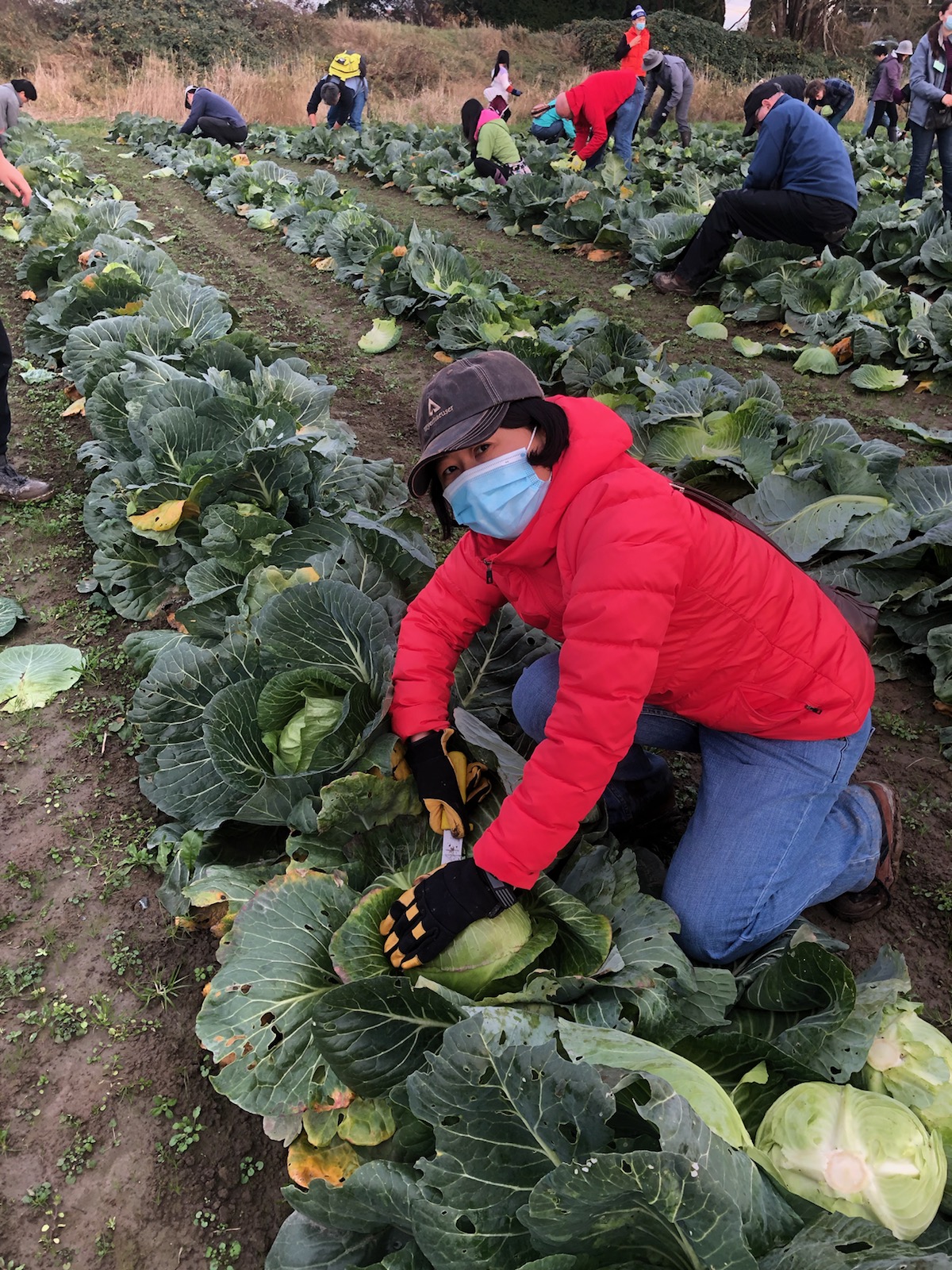 Image of Yuzhen Li volunteering to harvest crops at the Food Bank Farm in Washington's Snohomish River Valley.