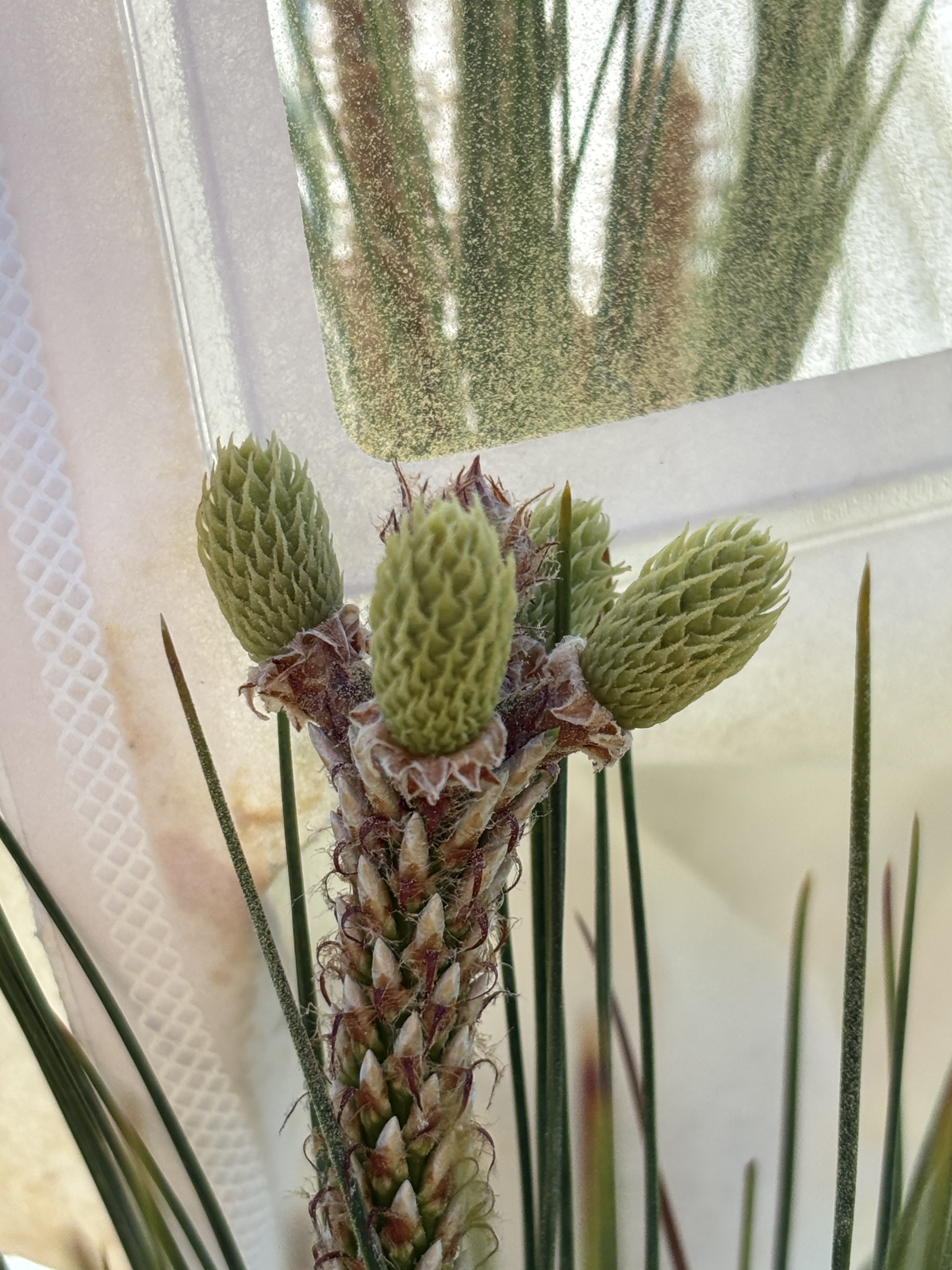 Image of the successfully bred pine flowers inside a pollen exclusion bag.