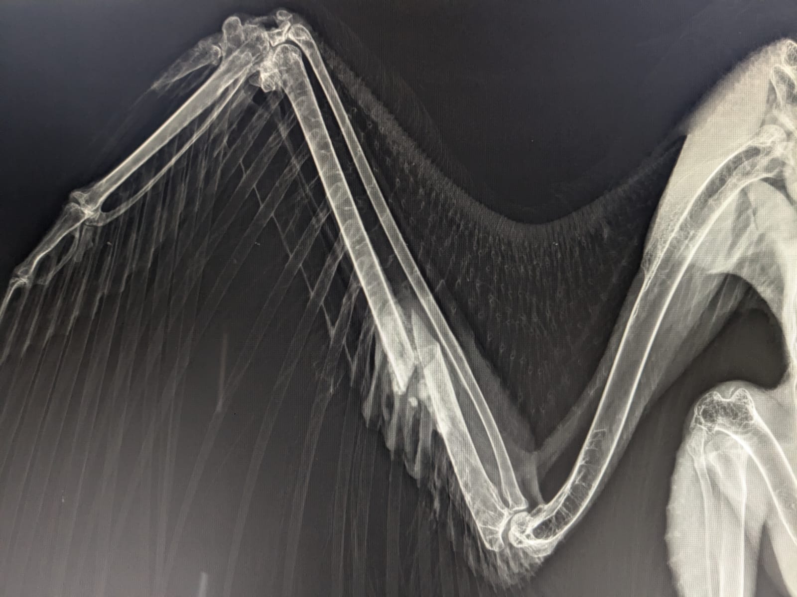 Image of an x-ray showing the eagle's broken wing. The bone is clearly broken while a thinner bone remains intact just next to it.