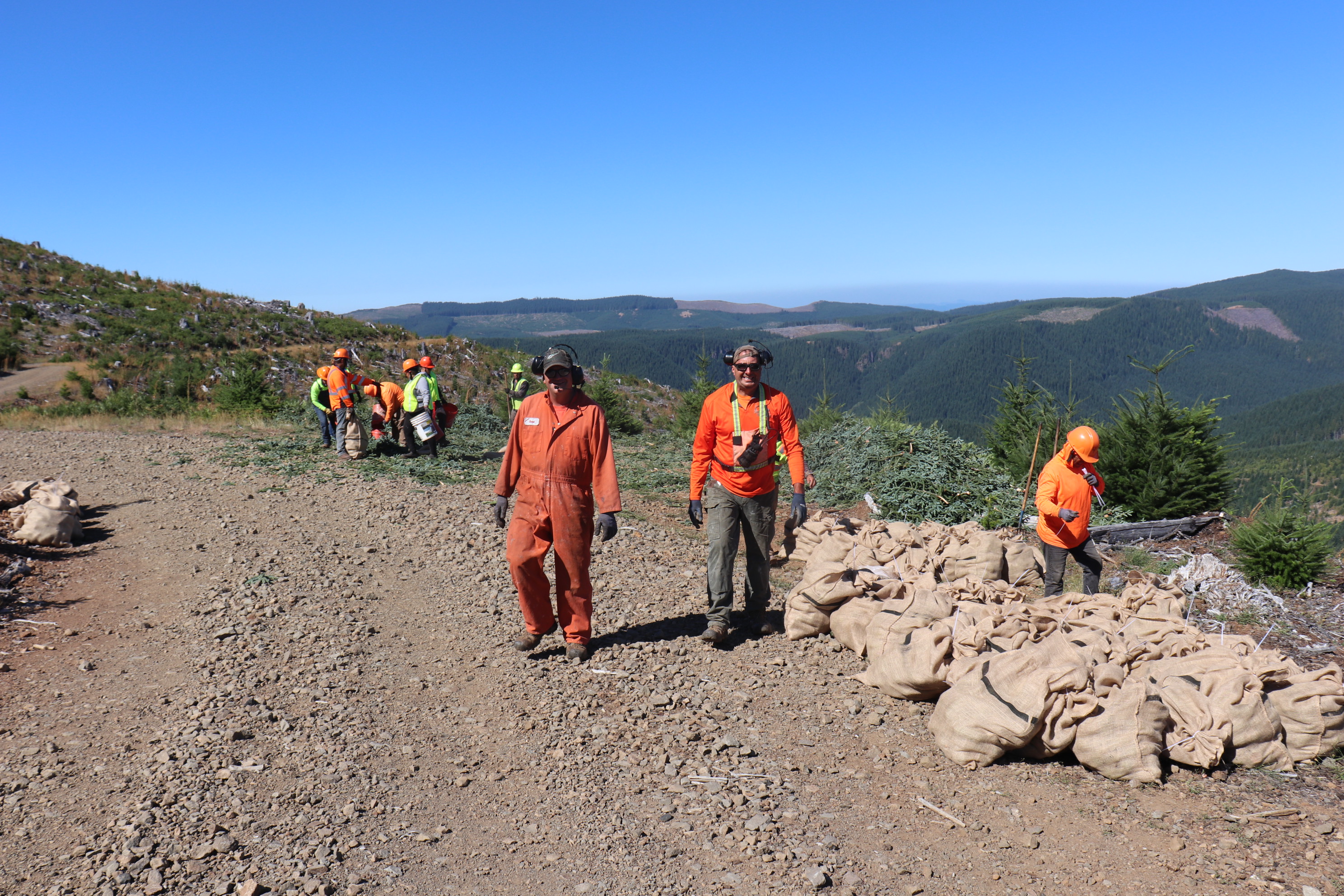 Image of team members packing cones into bags at a tree farm in Oregon.