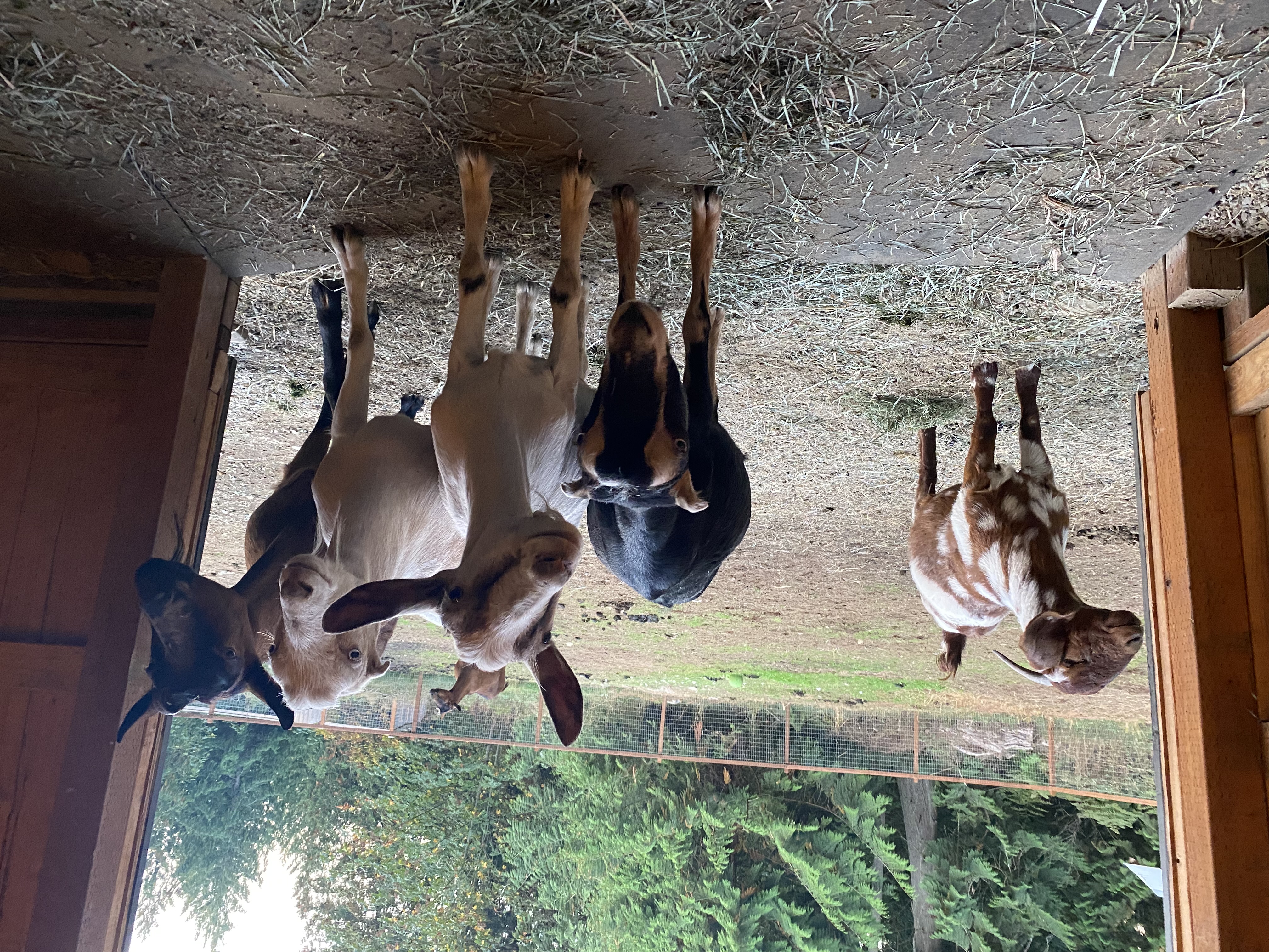 Image of Amanda's rescue herd enjoying the safety of their pasture.