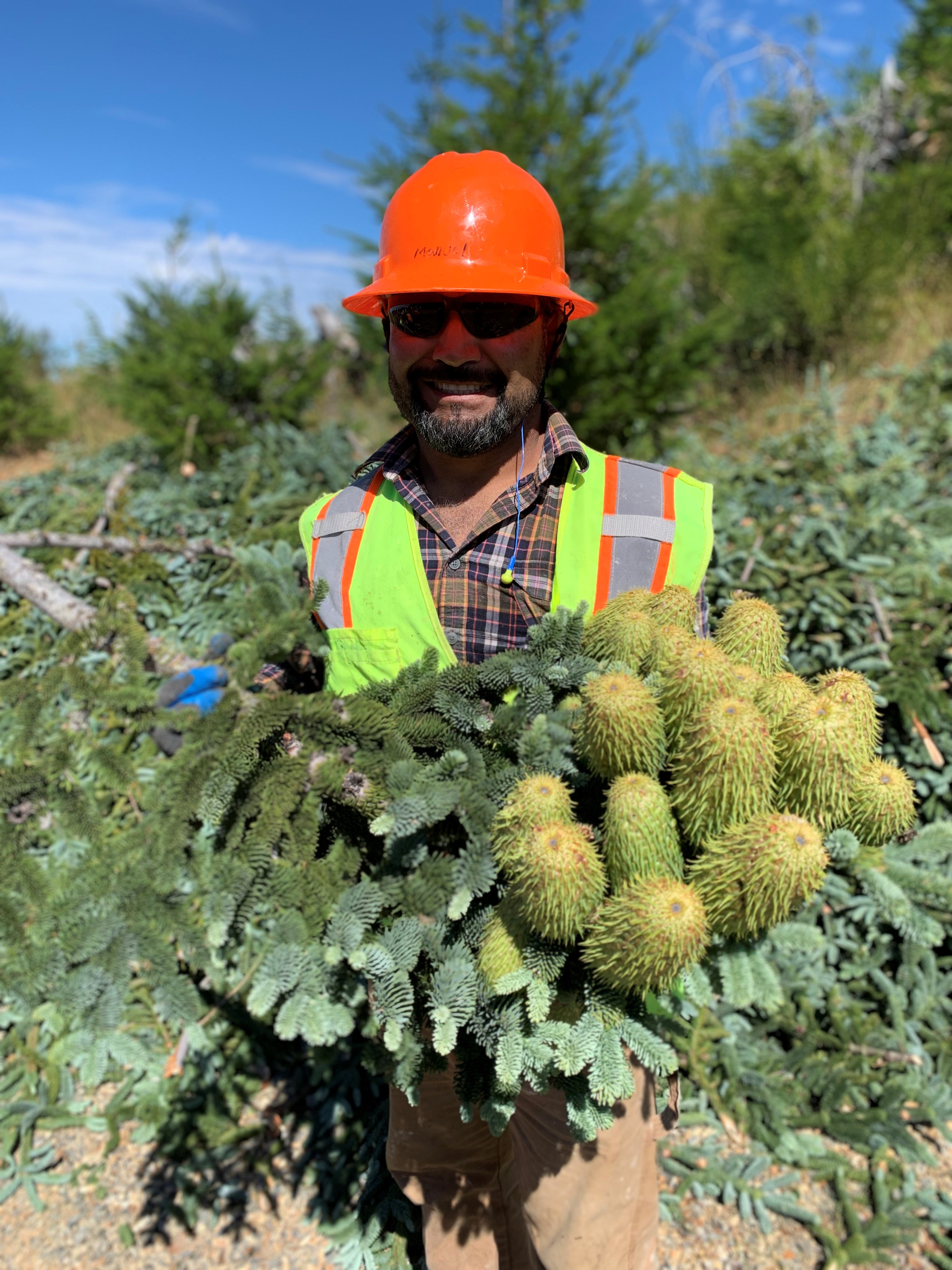 Image of a team member holding a bouquet of noble fir cones.