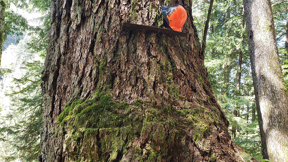 Old crosscut saw lodged in a large Douglas-fir tree surrounded by dense vegetation.
