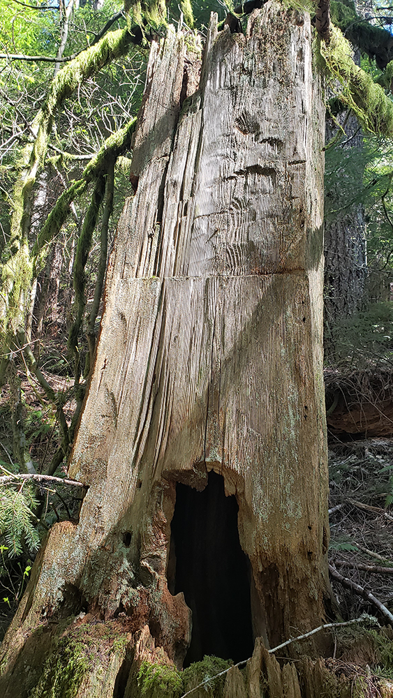 Close-up of Douglas-fir trunk with distinctive ax-hewn ‘cat-faced’ marks.